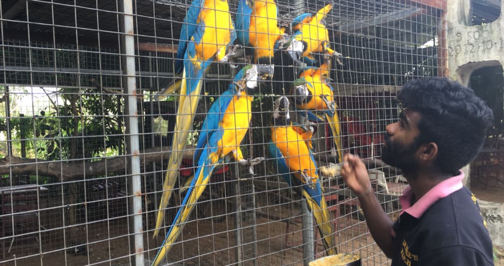 Bangalore de férias num rancho de cavalos com papagaios grandes falantes alimentados à mão - Foto 2