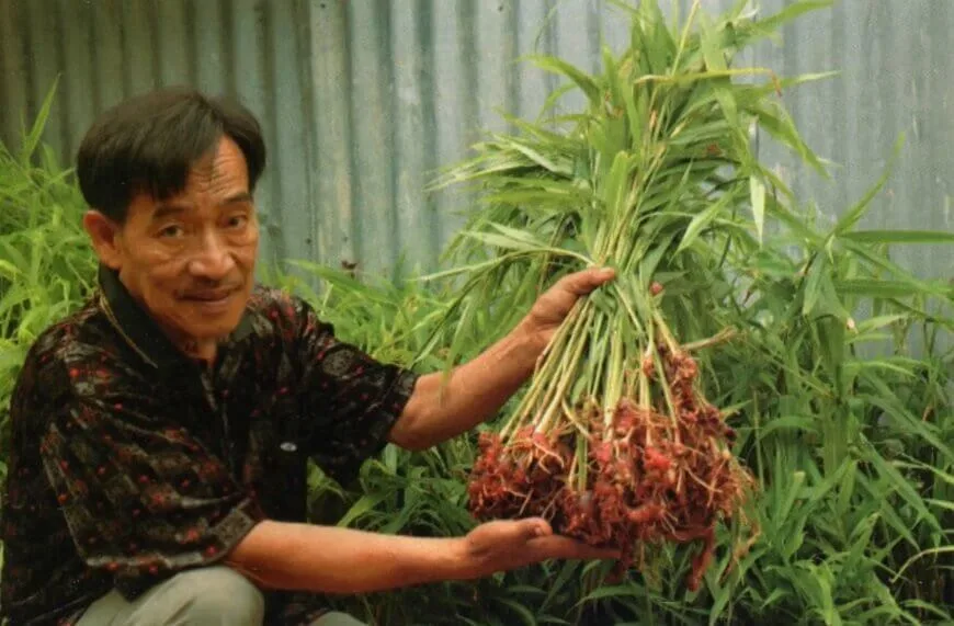 menanam jahe di perkotaan