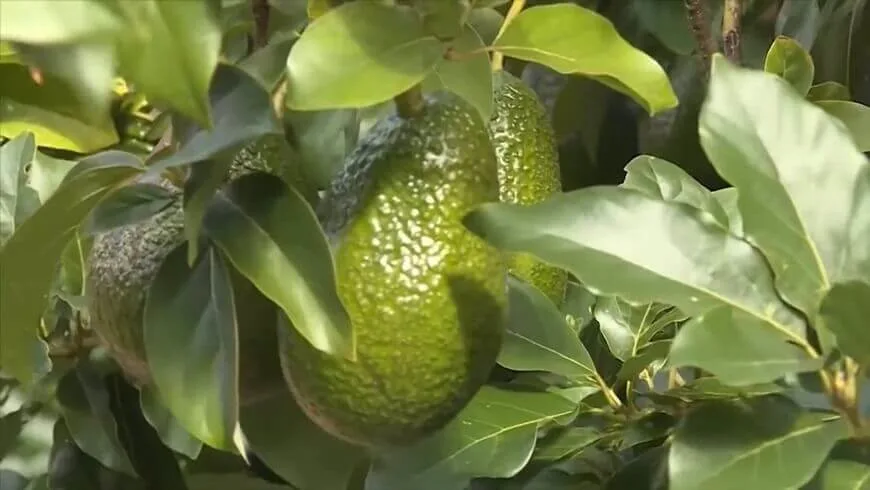 Avocado bongsor