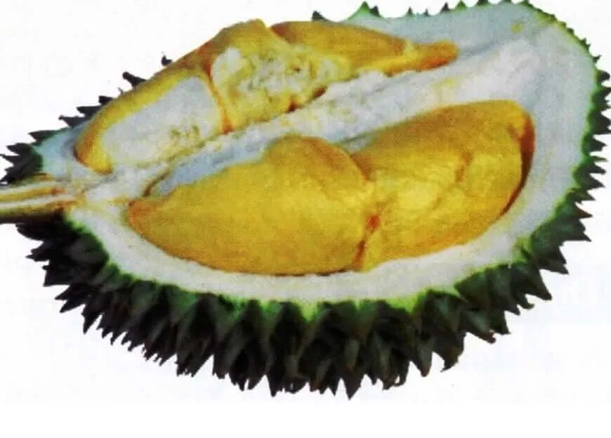 durian Holo