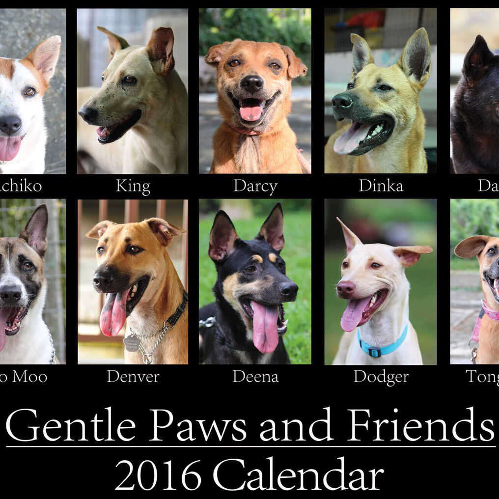 Gentle Paws 2016 Calendar Gentle Paws 2016 Calendar
