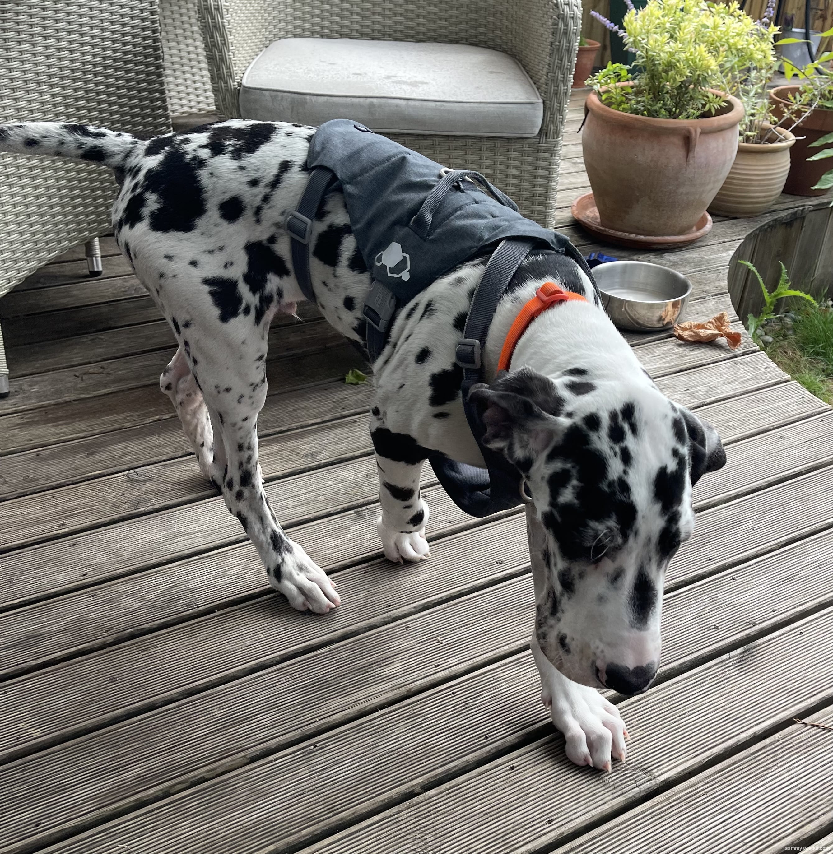 Rex on his morning walk