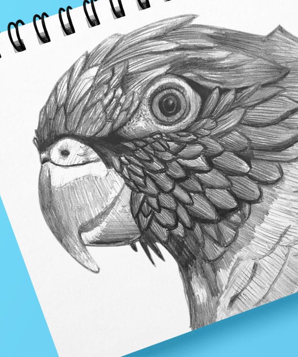 a pencil sketch of a close up of a parakeet on a ring bound sketchbook