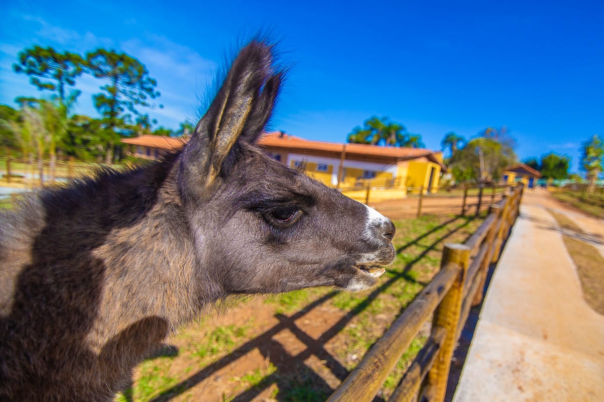 Pet Zoo — foto 6 de 14