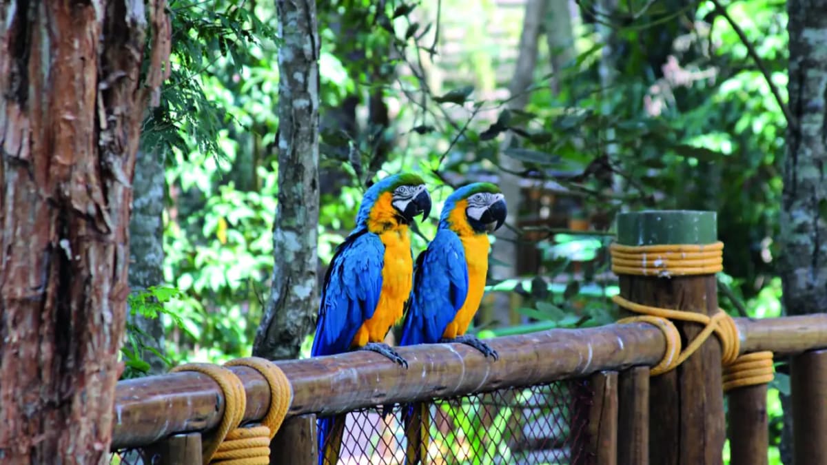 Animália Park - Reserva — foto 4 de 5