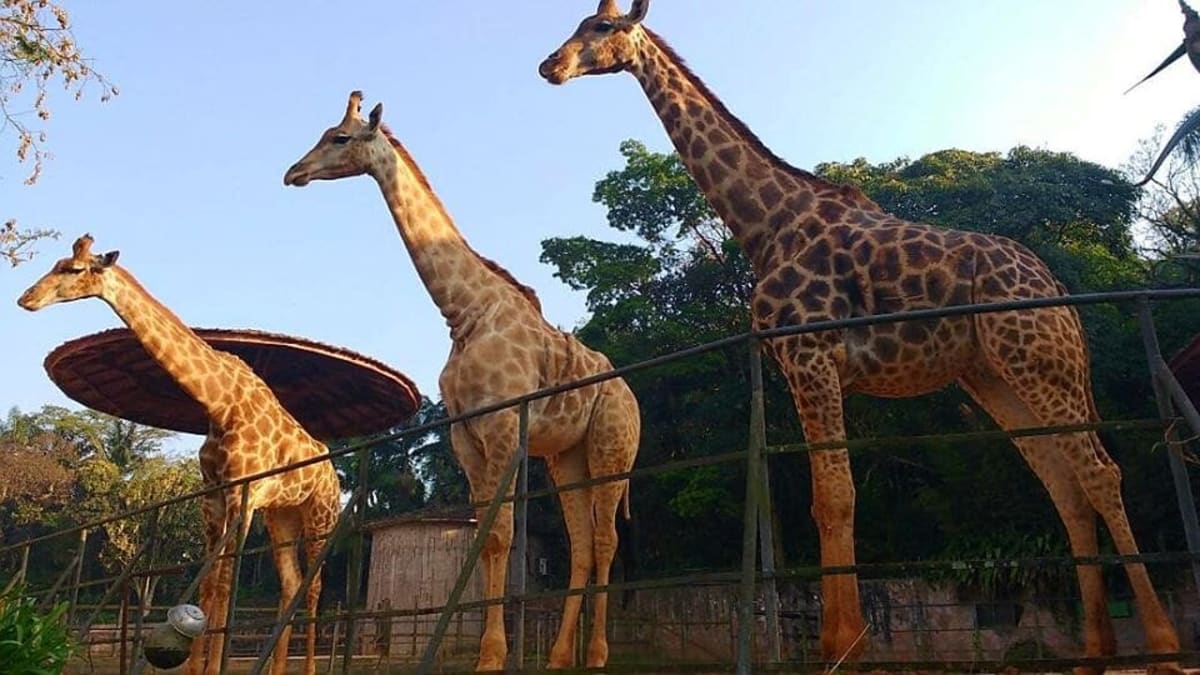 Zoológico de São Paulo — foto 3 de 5