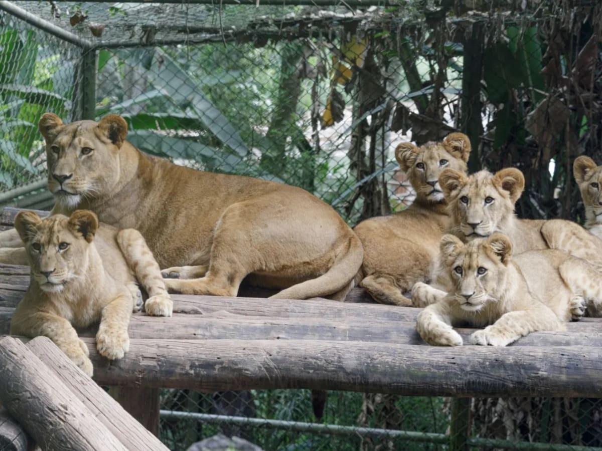 Zoológico de São Paulo — foto 4 de 5