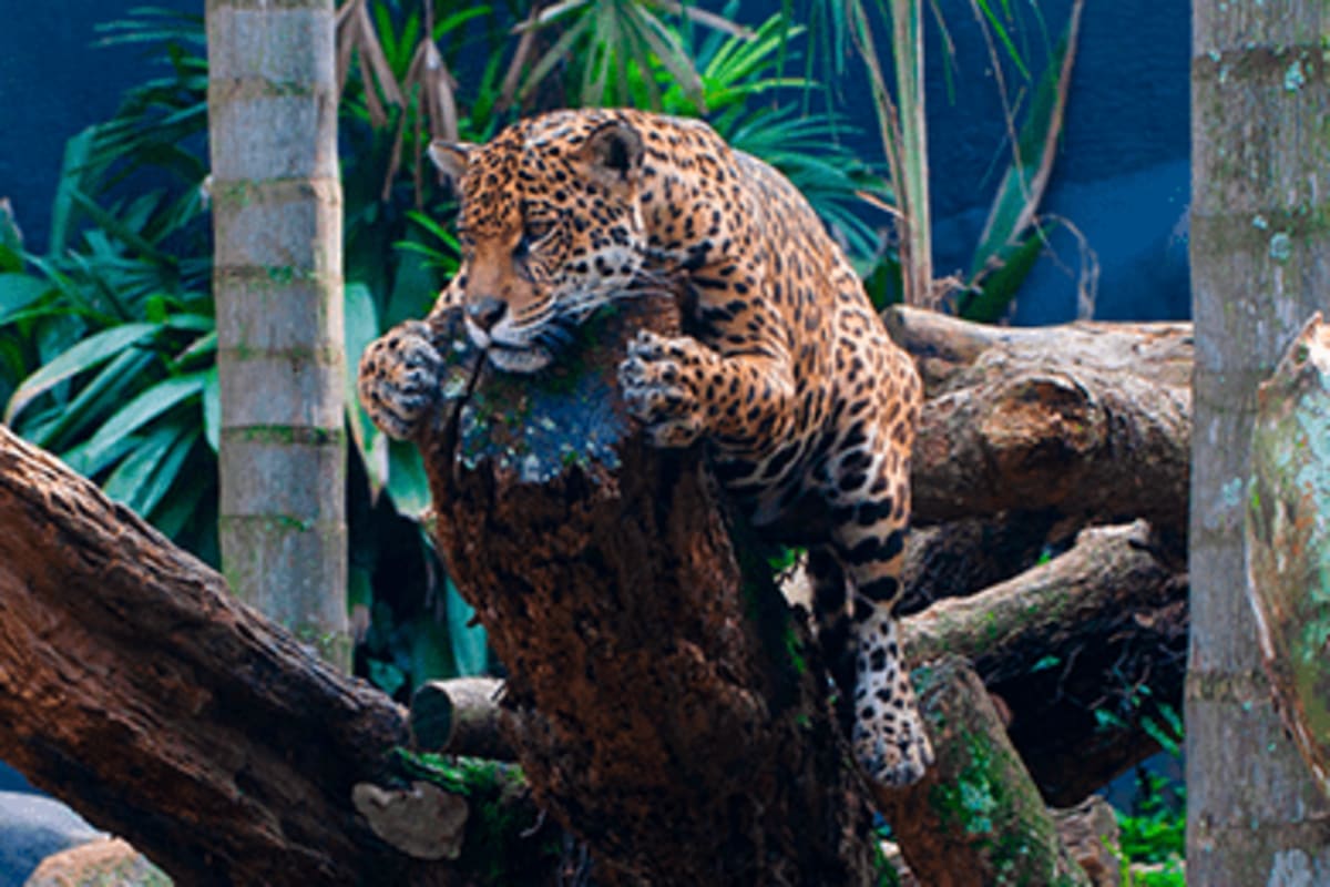 Zoológico de São Paulo — foto 5 de 5