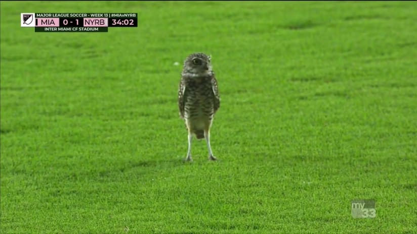 Owl on the field - Inter Miami vs. New York Red Bulls - September 23, 2020