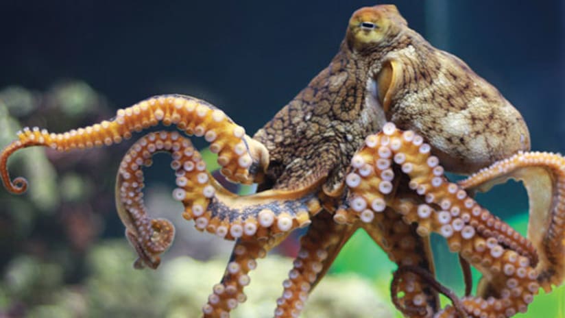 Octopus