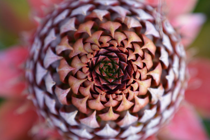 numeracy in nature