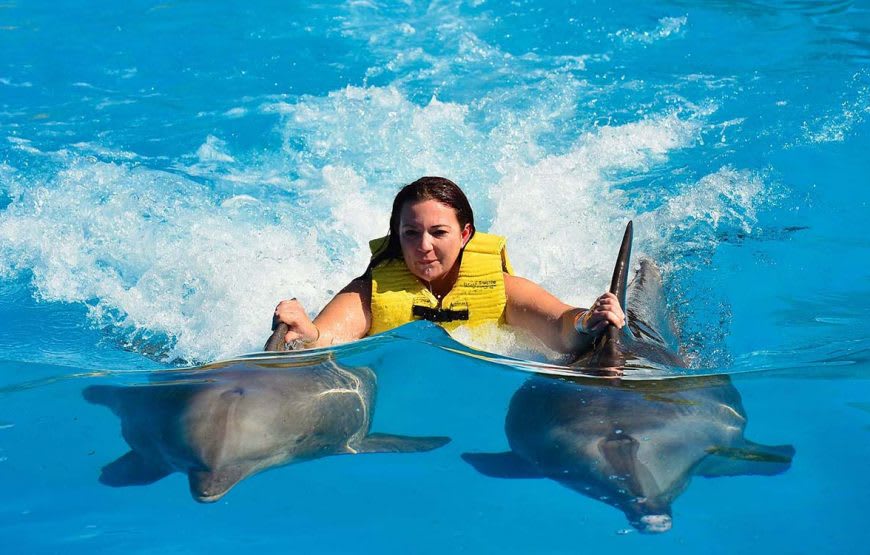 Schwimmen mit Delfinen