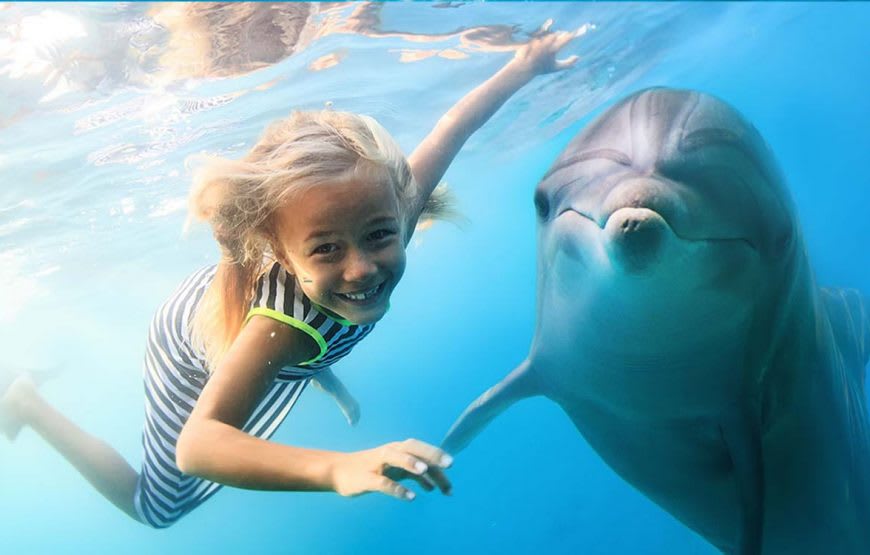 Schwimmen mit Delfinen 2