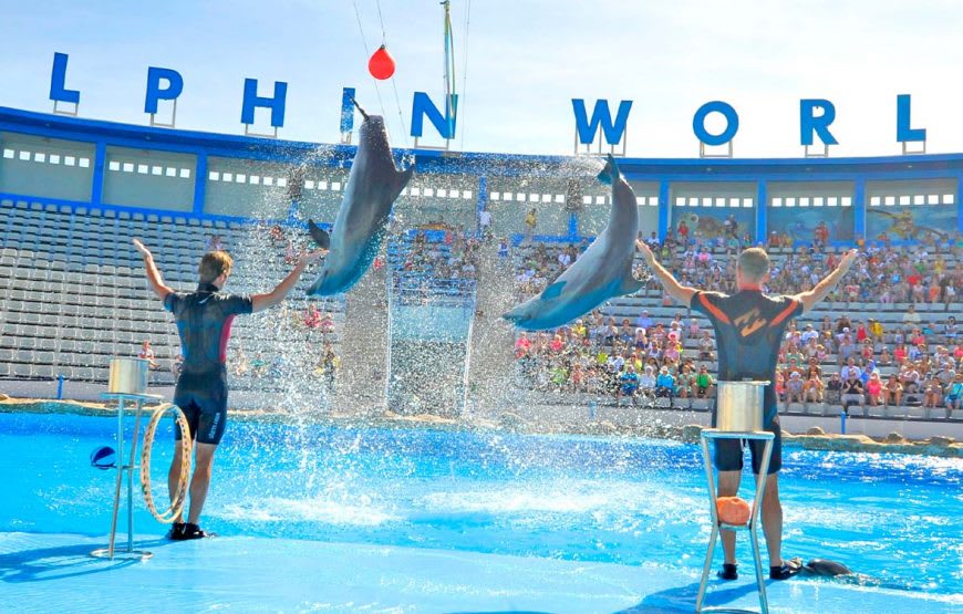 Delfinshow
