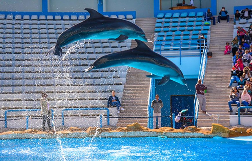 Delfinshow 3