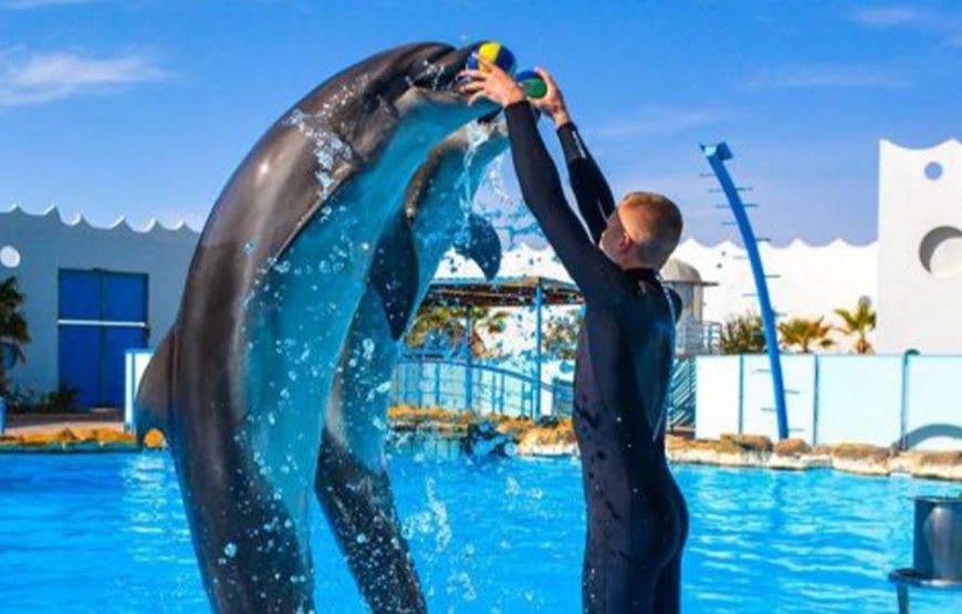 Delfinshow 4