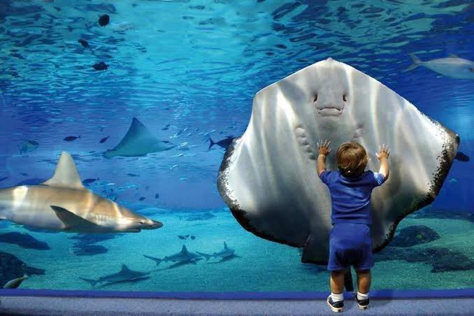 Grand Aquarium 5