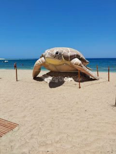 Abu Dabbab (Schildkrötenbucht) 3