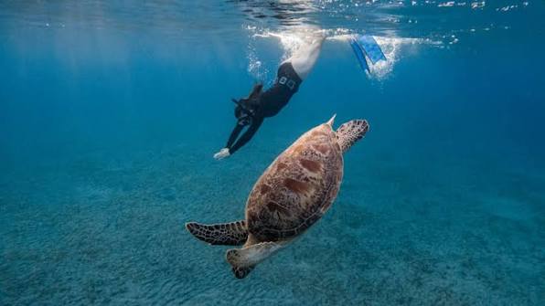 Abu Dabbab (Schildkrötenbucht) 4
