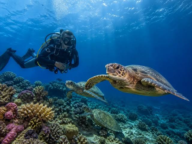 Abu Dabbab (Schildkrötenbucht) 6