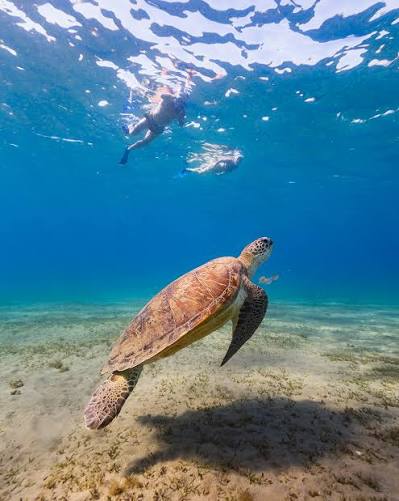 Abu Dabbab (Schildkrötenbucht) 7