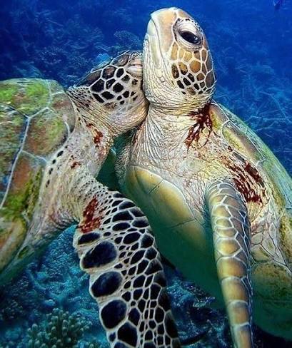 Abu Dabbab (Schildkrötenbucht) 8