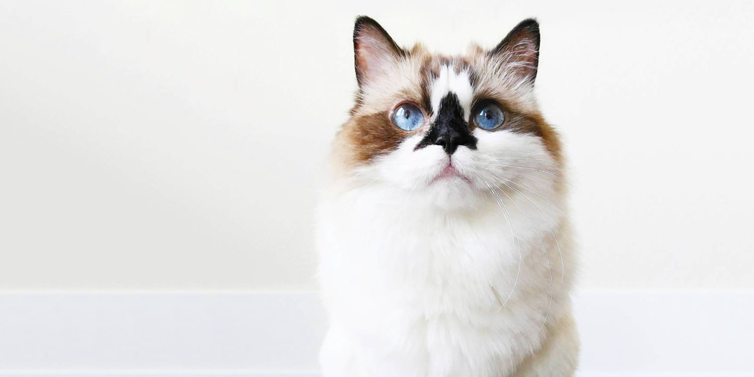 8 Cat Instagram Accounts To Calm Your Anxieties The M Dash