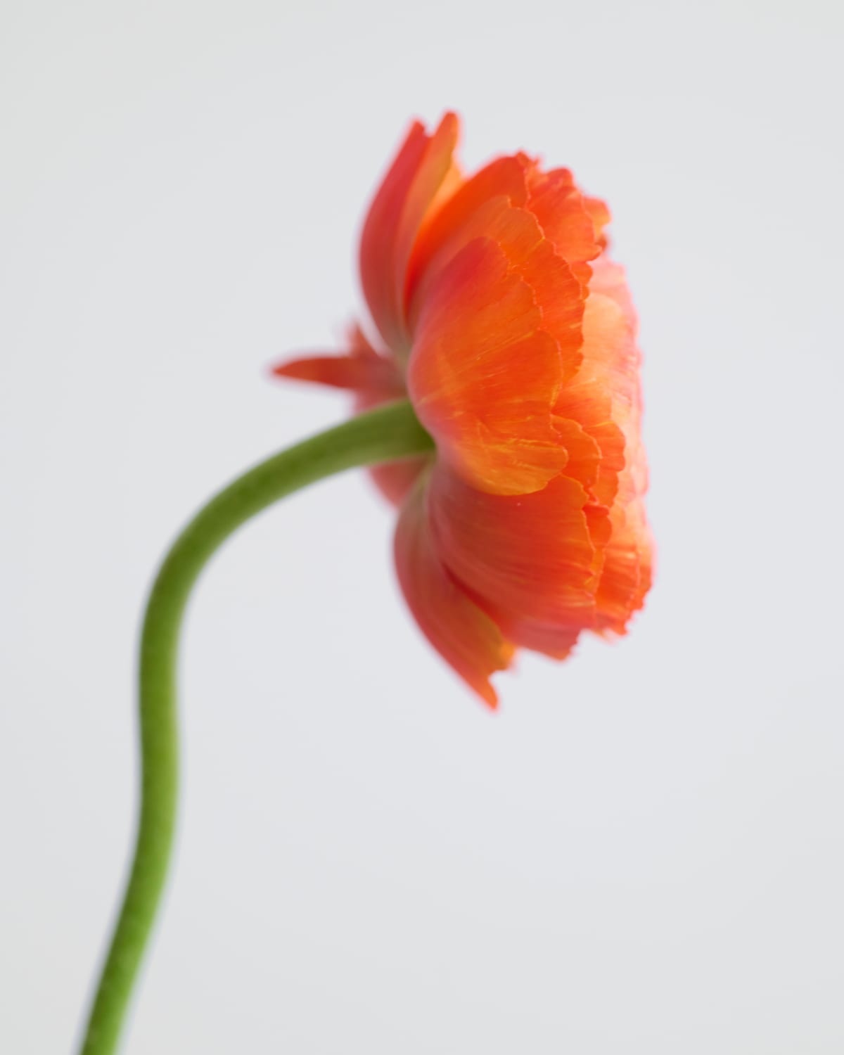 close-up of orange flower from the side