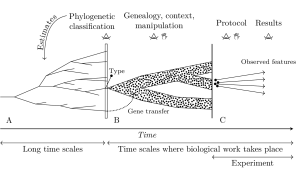 Measurement in biology is methodized by theory