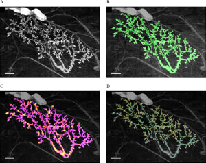 A combined morphometric and statistical approach to assess non-monotonicity in the developing mammary gland of rats in the CLARITY-BPA study