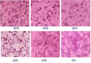 Modeling organogenesis from biological first principles