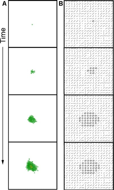 Formation of an acinus by the mathematical model.