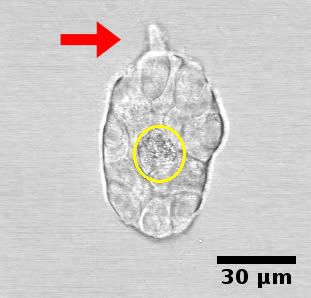 Breast epithelial cells forming an acinus in a non-fibrilar matrix at day
        4.