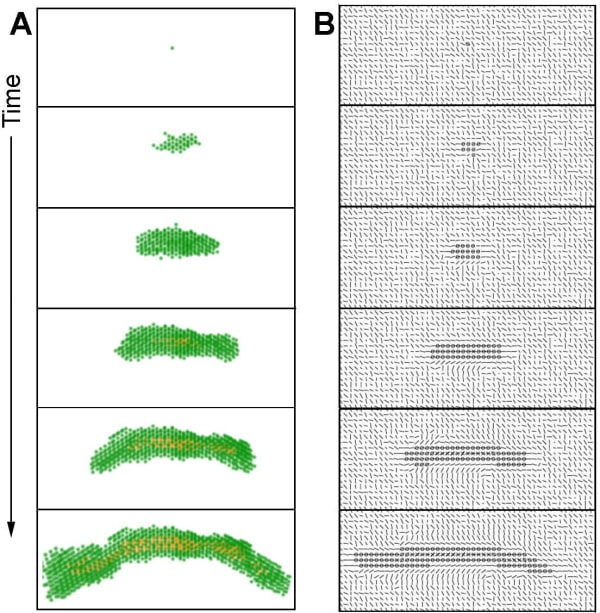 Formation of a duct by the mathematical model