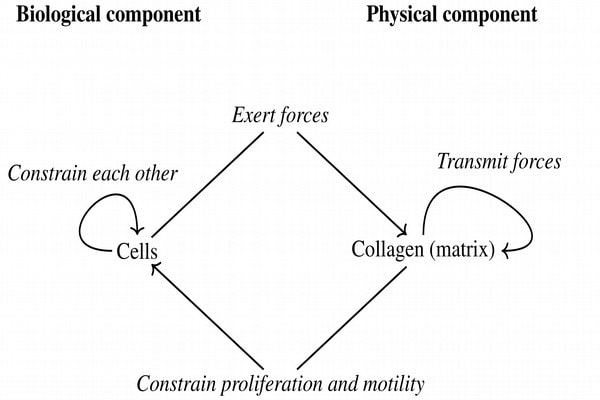 Theoretical articulation of cells and collagen for mathematical modeling