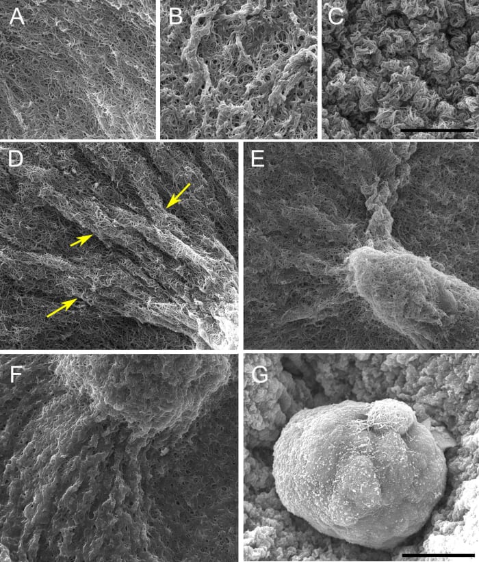 SEM images of epithelial structures and their matrix at day 5.