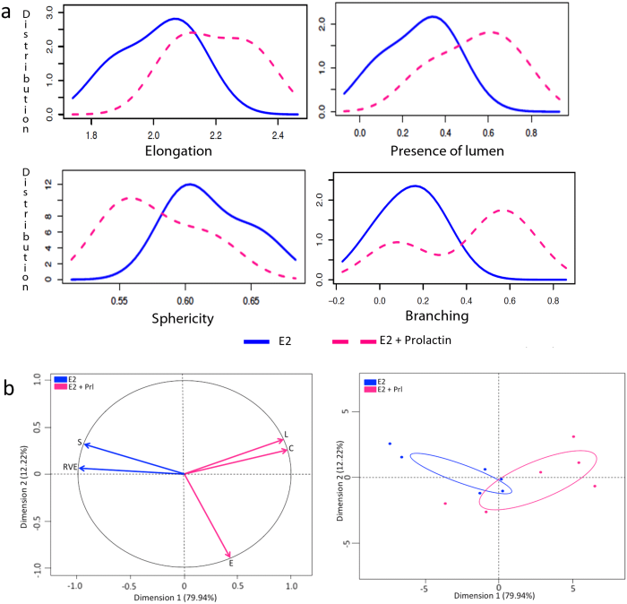 Morphometric analysis of structures
            in E2+Prl treatment group.