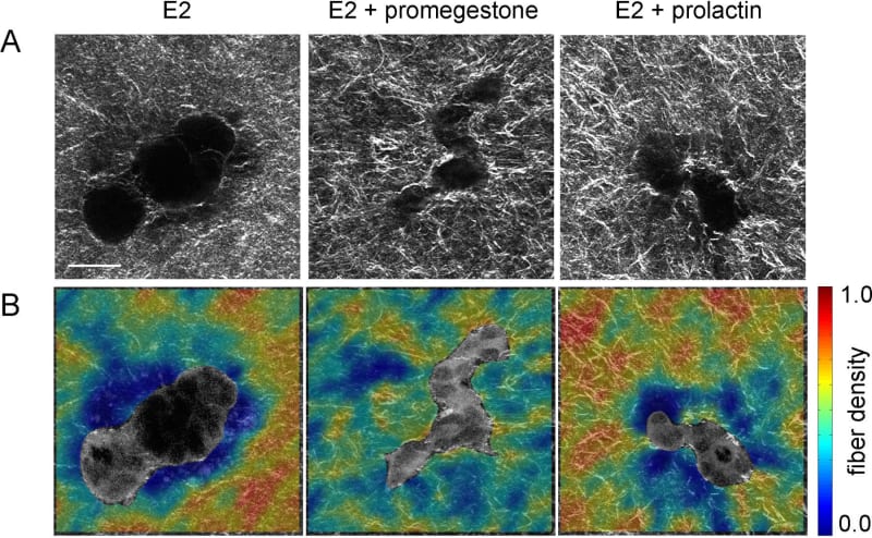 Effect of exposure to hormones on epithelial morphogenesis.