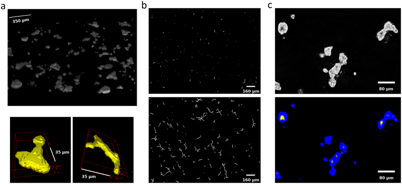 Basic morphometrics, branching and lumen analysis in the 3D hormone-sensitive breast
            model.