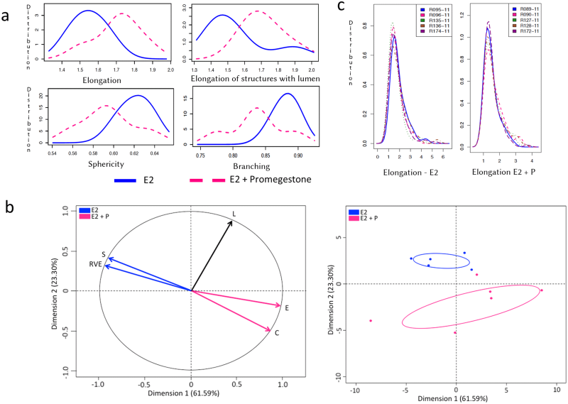 Morphometric analysis of structures in E2+P treatment group.