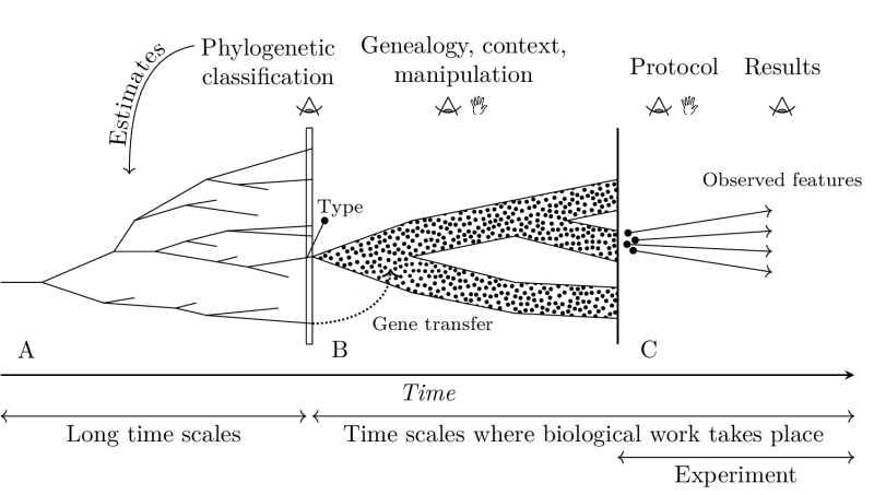 Recapitulation of the diachronic elements used to define the object