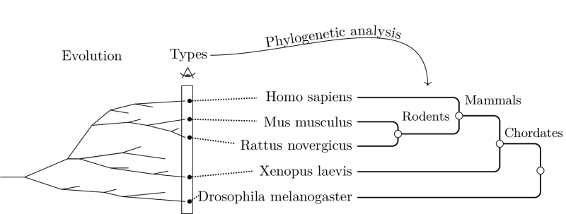 Principle  of  the  phylogenetic  classification.