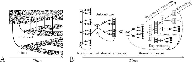 Observed and controlled genealogies.