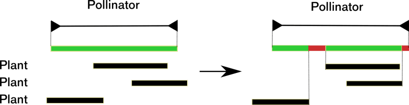 Phenological  differences  between  plants  and  pollinators