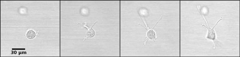 A cell emits projections, here in a fibrillar matrix of collagen type-I