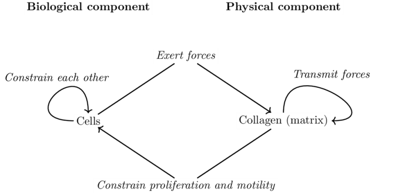 Schema of the determination of the system.