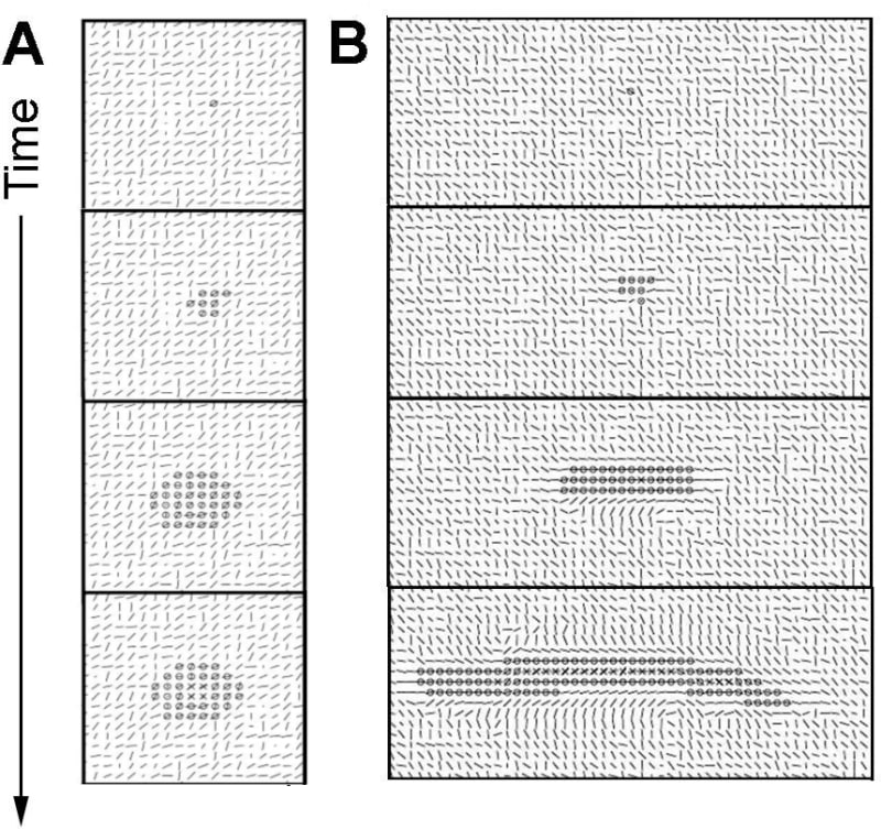 Epithelial cells and collagen orientation in a plane of the simulation.