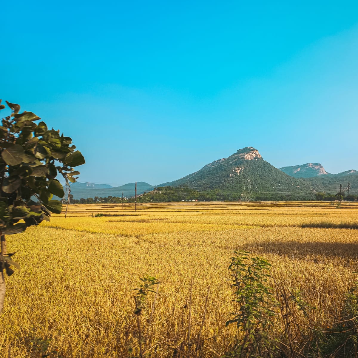 Advait krishi