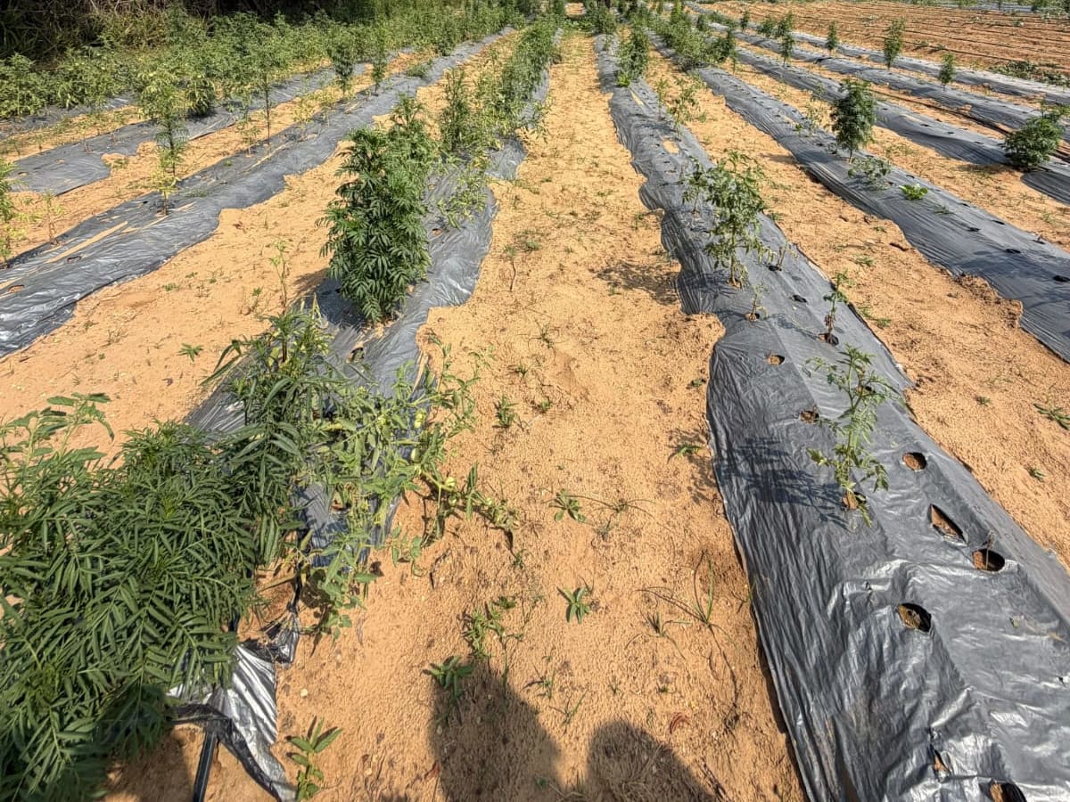 Singariya Organic  Farm