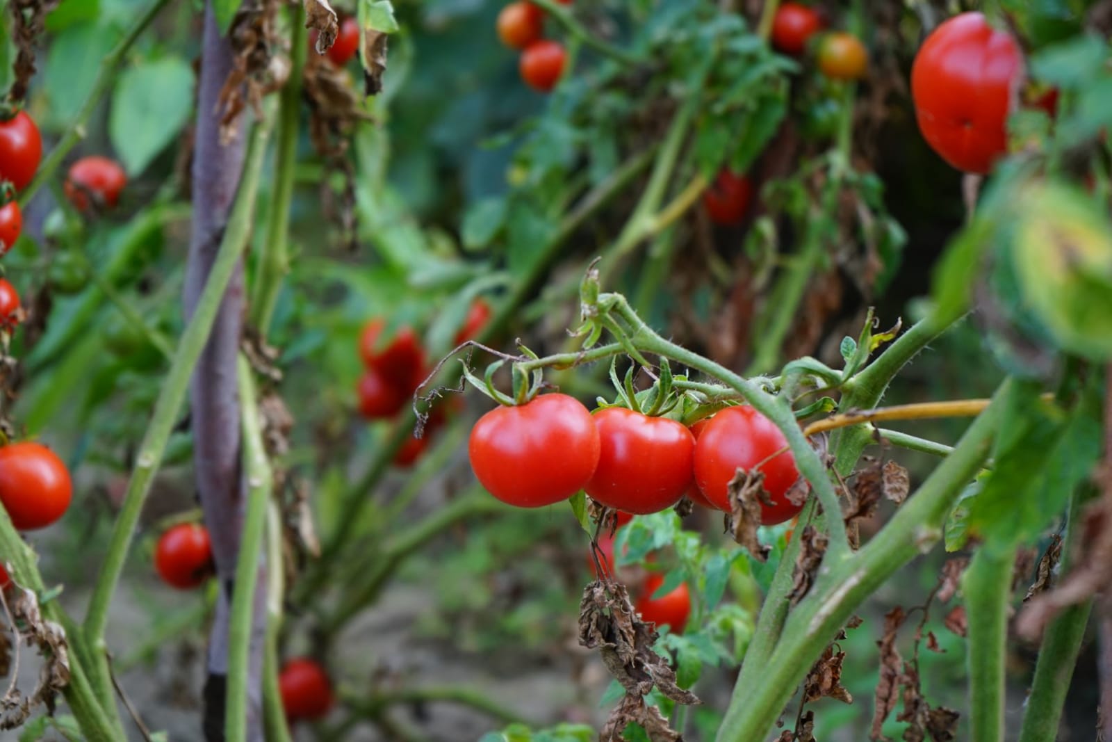 Tomato (Desi) growing at Advait krishi